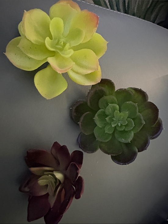 Other - Artificial Succulent Trio - Green, Lime & Burgundy Home Accent clip